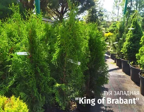 King of Brabant